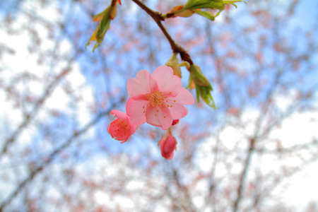 日本伊豆的樱花 川津樱桃