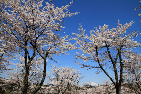 日本静冈县伊豆的富士山和樱花