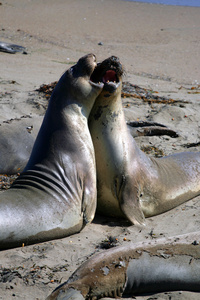 海狮在太平洋海岸，加利福尼亚州，美国