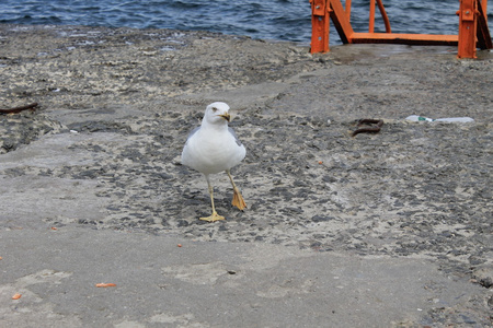 海鸥在海边