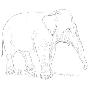 单个素描大象