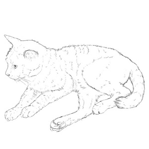素描一只猫