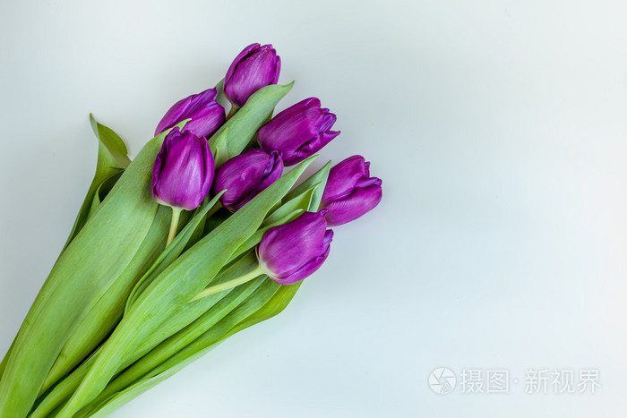 美丽的白色背景上的紫色郁金香花束