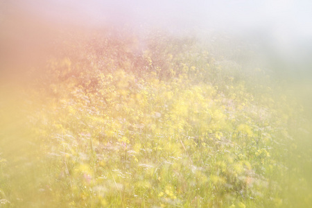 抽象的梦幻照片的春天草地上的野花。老式的滤波的图像。选择性的焦点