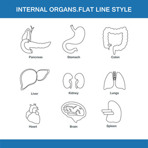内脏器官扁线样式