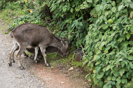 对夫妇的尼尔吉里 Ibex