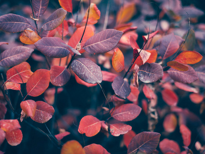 秋天的自然背景与缤纷的落叶上分支。软焦点