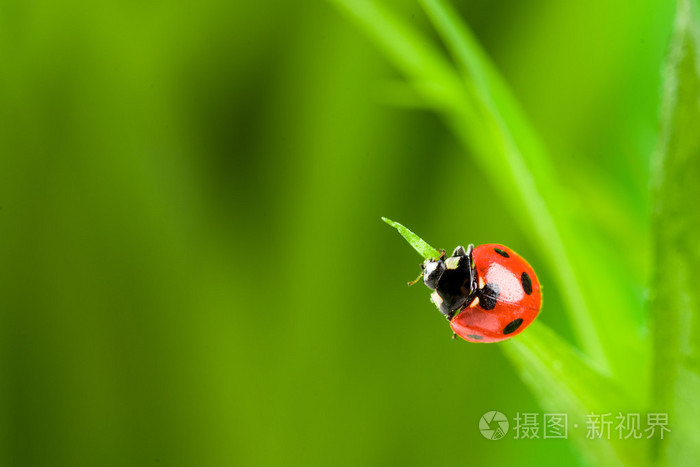 在绿色草地上的红色瓢虫