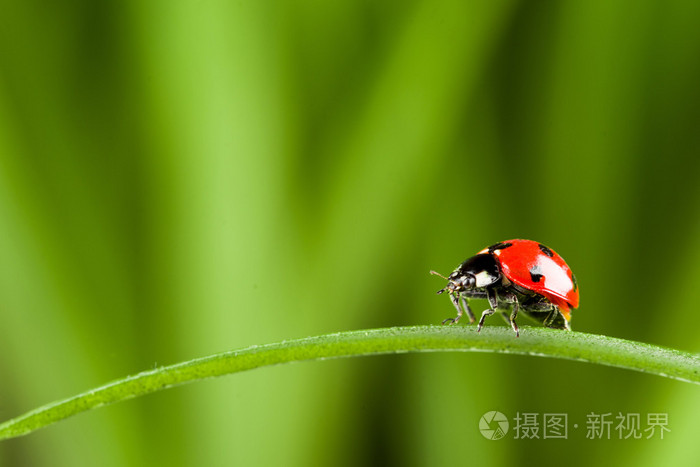 在绿色草地上的红色瓢虫