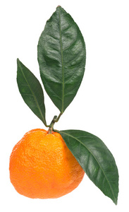 erstv zral mandarinka