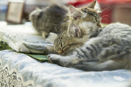 两个小猫缅因州茧睡在床上