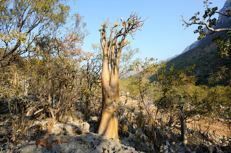 瓶子树和令人惊叹的性质也门索科特拉岛