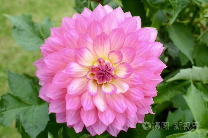 粉色大丽花花