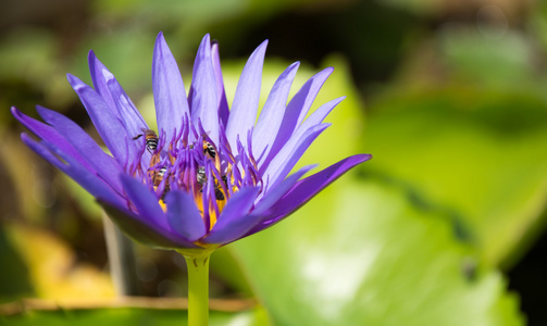 五颜六色盛开的紫色 紫 水百合 莲花 与蜜蜂试图阻止它的花蜜花粉。在泰国的荷塘捕获的视图。莲花在亚洲是重要的文化符号