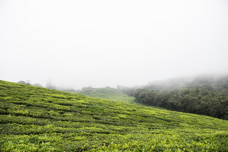 在喀拉拉邦的 Eravikulam 国家储备