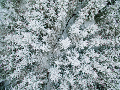 上面的雪林