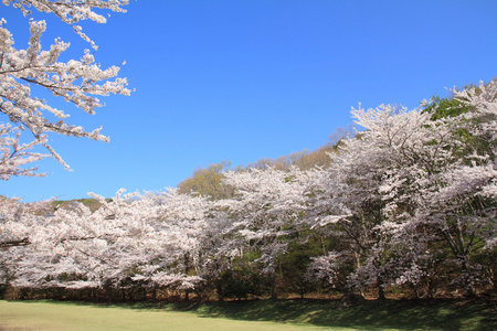 排在日本静冈县伊豆樱花树