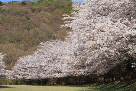 排在日本静冈县伊豆樱花树