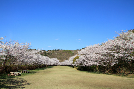 排在日本静冈县伊豆樱花树