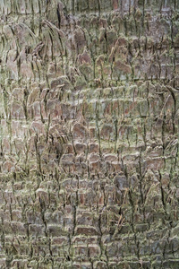 棕色木树皮图片