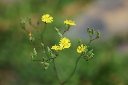 黄草花