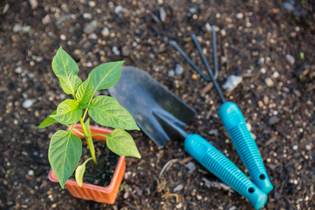 在花园里种植蔬菜