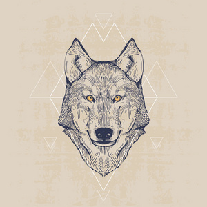 狼头，老式手工绘制的插图