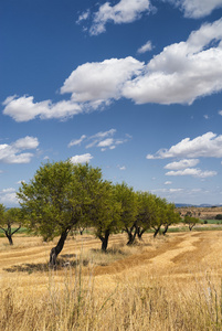 阿拉贡 西班牙 夏日风景