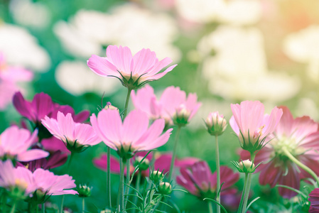 美丽的粉红色花朵，在夏天的阳光
