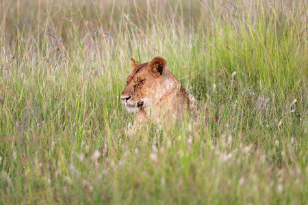 一只母狮子在 tha 草在马赛马拉国家公园休息
