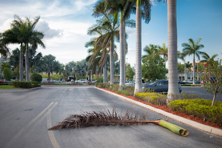 大棕榈树枝在路上图片