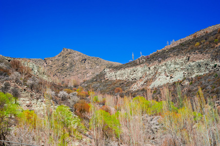 杏花，巴基斯坦北部地区罕萨山谷的美丽景观