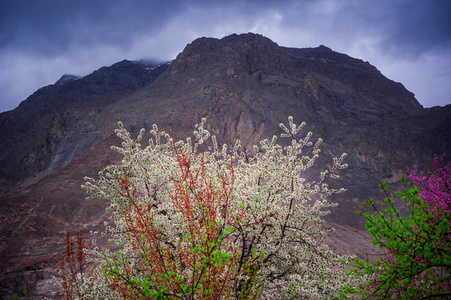 杏花，巴基斯坦北部地区罕萨山谷的美丽景观