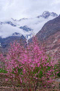 杏花，巴基斯坦北部地区罕萨山谷的美丽景观