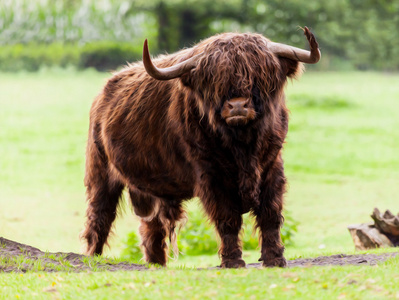 苏格兰高地牛公牛图片