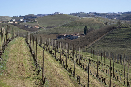 葡萄园的 Langhe 山，意大利