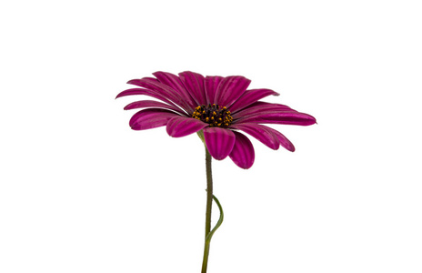 Osteosperumum 花雏菊孤立