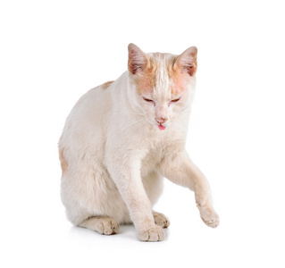 泰国猫离体在白色的背景
