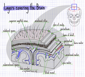 图层的人类大脑的结构图片