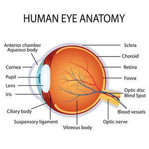 人类的眼睛解剖