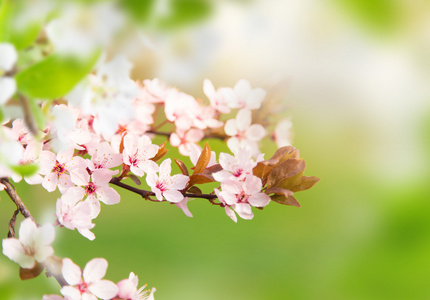 vren grnsen bakgrunden med rosa blomma