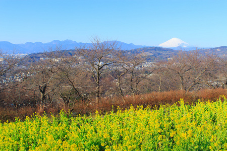 油菜和富士山