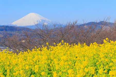 油菜和富士山