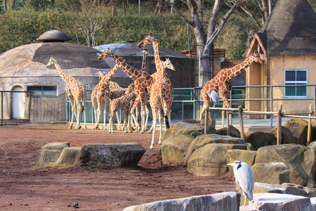 多摩动物园，日本的长颈鹿