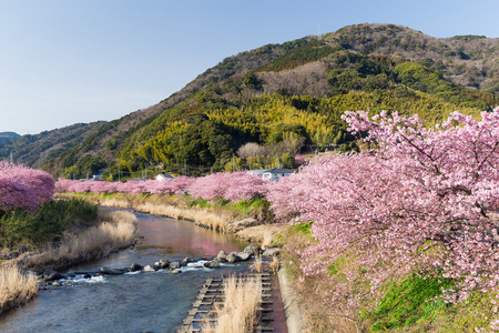 盛开的樱花树，沿着河
