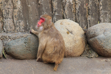 多摩动物园，日本的猴子