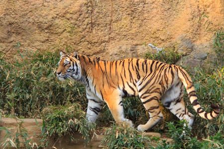 多摩动物园中的老虎