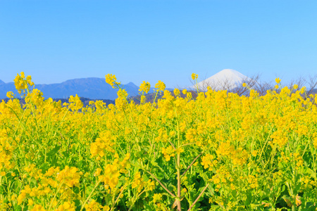 油菜和富士山