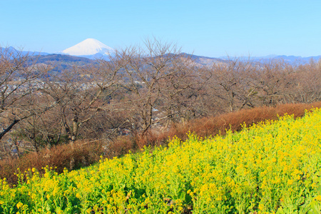油菜和富士山