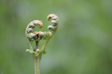 蕨 蕨菜蕨菜 叶开口